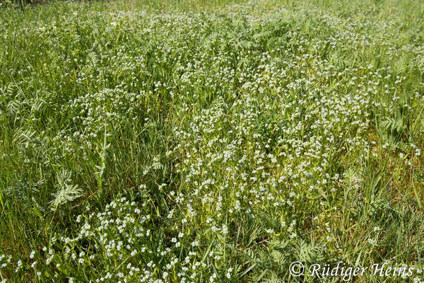 Valerianella locusta, Gewöhnlicher Feldsalat