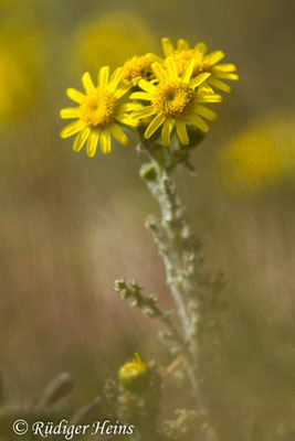 Senecio vernalis (Frühlings-Greiskraut)