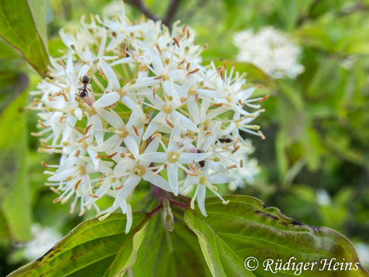 Cornus sanguinea (Roter Hartriegel), 9.6.2020