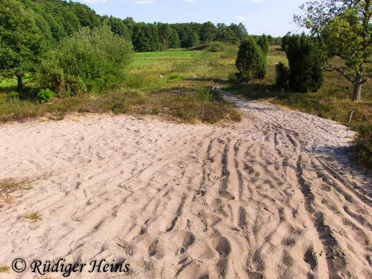 Oedipoda caerulescens (Blauflügelige Ödlandschrecke) Habitat, 2.8.2018