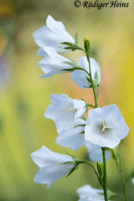 Campanula persicifolia (Pfirsichblättrige Glockenblume), 19.6.2021