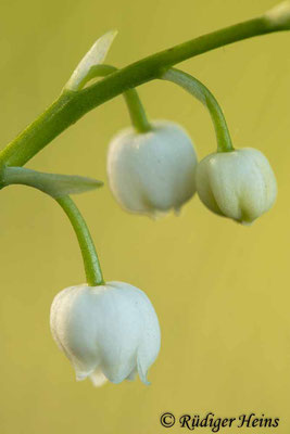 Convallaria majalis (Maiglöckchen) Blüten, 13.5.2020 