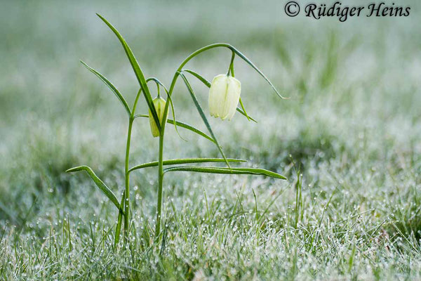 Fritillaria meleagris (Schachblume), 21.4.2016