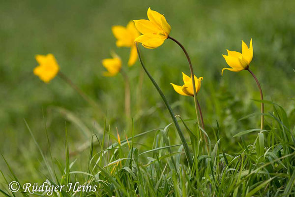Tulipa sylvestris (Wilde Tulpe), 28.4.2021