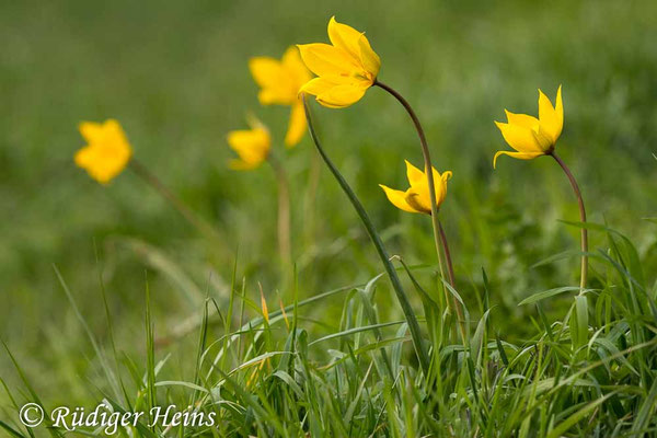 Tulipa sylvestris (Wilde Tulpe)