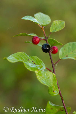 Rhamnus frangula (Faulbaum), 30.8.2017