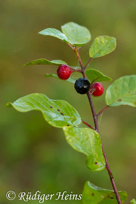 Rhamnus frangula (Faulbaum)
