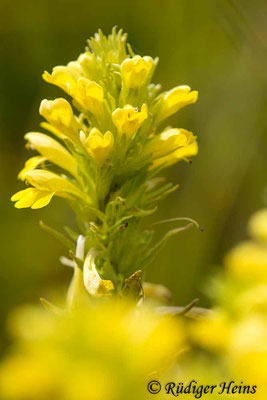 Parentucellia viscosa (Gelbes Teerkraut), 18.5.2023