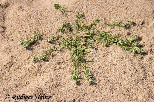 Corrigiola litoralis, Gemeiner Hirschsprung