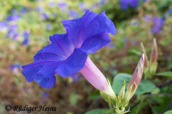 Purpur-Prunkwinde (Ipomoea purpurea), 7.7.2022 - Panasonic DMC-FZ 1000