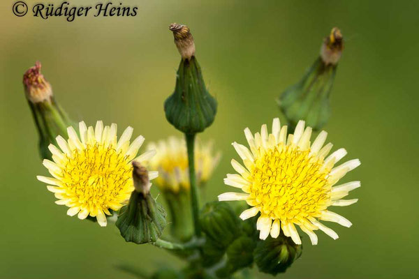 Sonchus oleraceus (Kohl-Gänsedistel)