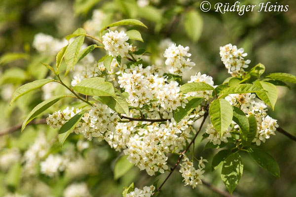 Prunus padus (Gewöhnliche Traubenkirsche)