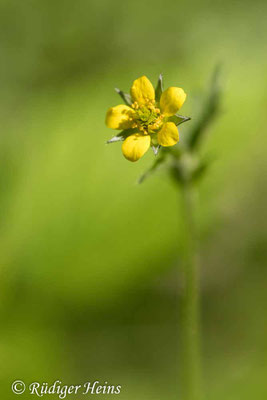 Geum urbanum (Echte Nelkenwurz)