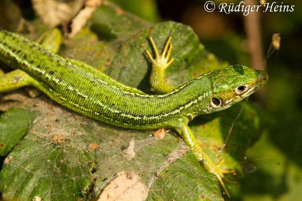 Lacerta bilineata (Westliche Smaragdeidechse) Weibchen