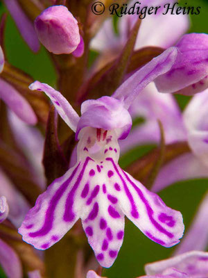 Dactylorhiza fuchsii (Fuchs' Fingerwurz), 12.6.2011