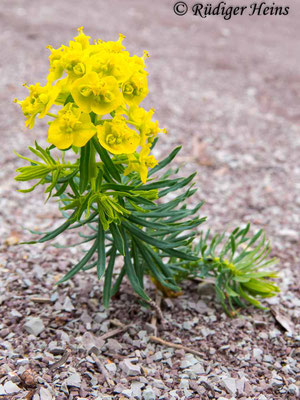 Euphorbia cyparissias (Zypressen-Wolfsmilch), 1.5.2015