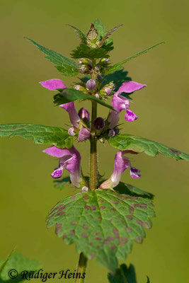 Lamium maculatum (Gefleckte Taubnessel), 19.9.2008