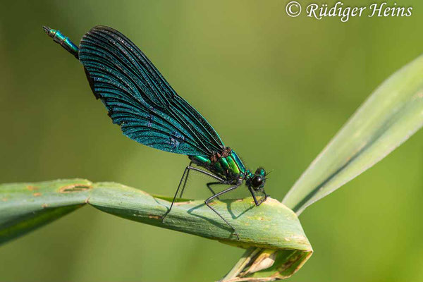 Blauflügel-Prachtlibelle (Calopteryx virgo) Männchen, 14.7.2023 - Makroobjektiv 180mm f/3.5