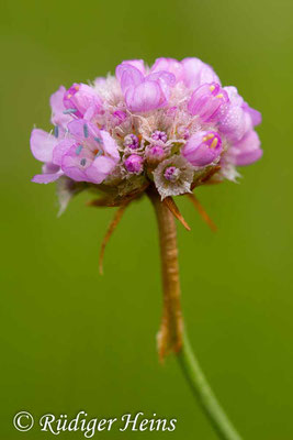 Armeria maritima (Strand-Grasnelke), 29.5.2017