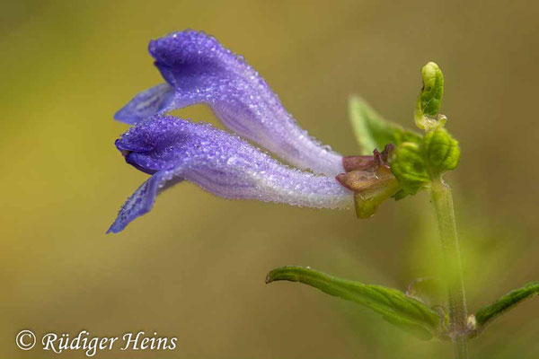 Scutellaria galericulata (Sumpf-Helmkraut), 19.8.2023