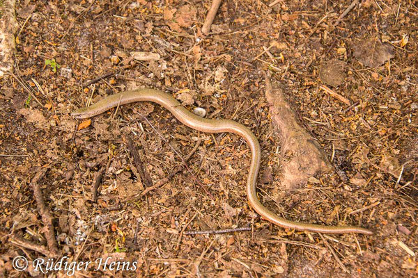 Anguis fragilis (Blindschleiche), 1.5.2024