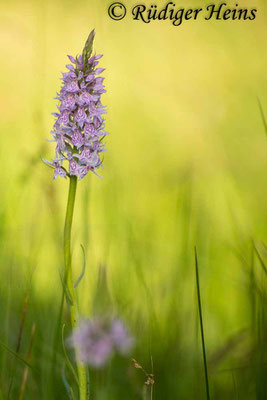 Dactylorhiza fuchsii (Fuchs' Fingerwurz), 28.6.2015