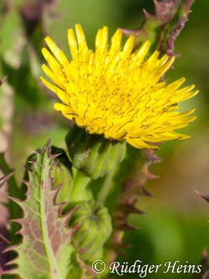 Sonchus asper (Raue Gänsedistel), 20.9.2009