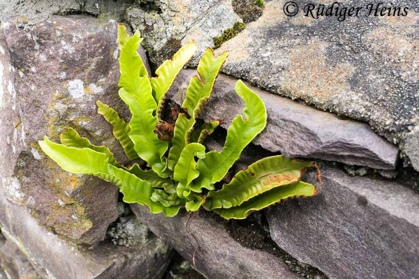 Asplenium scolopendrium (Hirschzunge), 10.10.2022