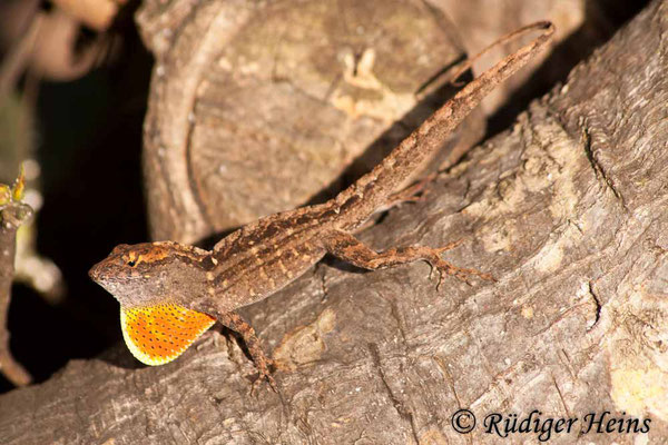 Anolis carolinensis (Rotkehlanolis) Männchen, 24.3.2013