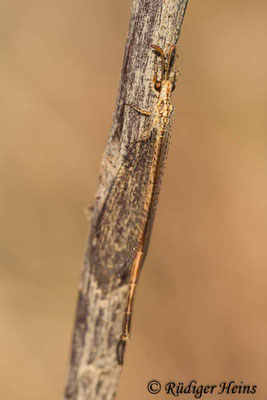 Macronemurus appendiculatus, 10.7.2011