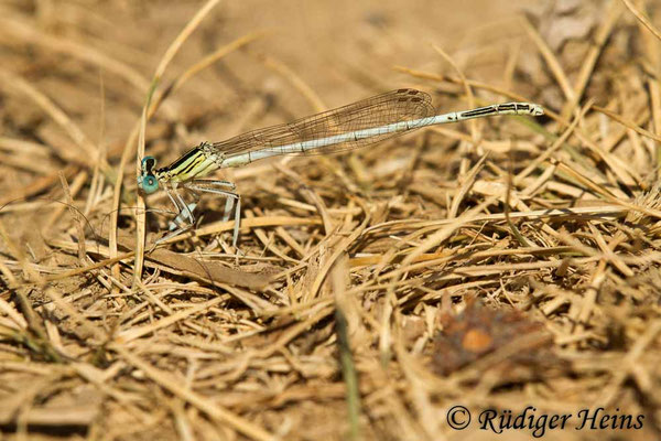Platycnemis latipes (Weisse Federlibelle) Männchen, 20.6.2017
