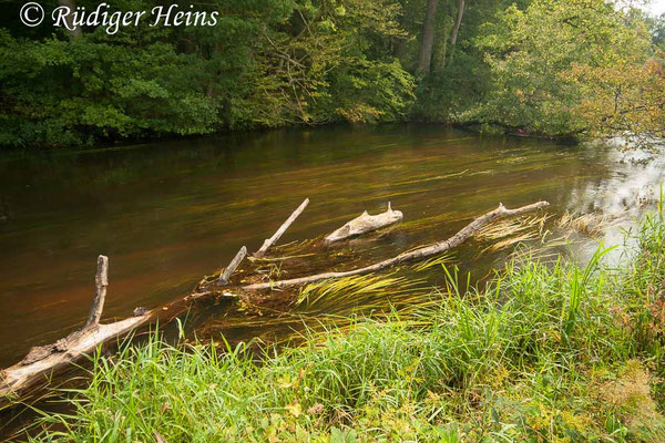 Boyeria irene, Westliche Geisterlibelle, Fortpflanzungshabitat