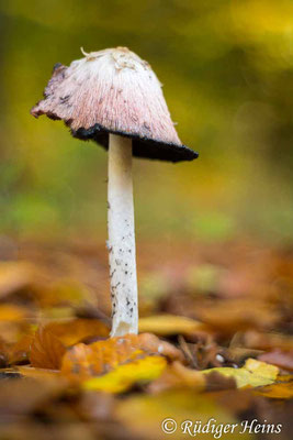 Coprinus comatus (Schopf-Tintling), 23.10.2021