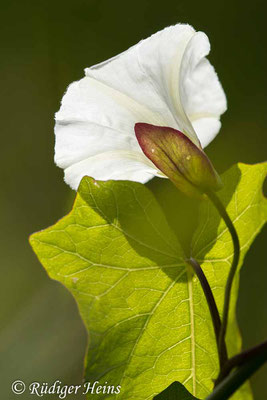 Echte Zaunwinde (Calystegia sepium), 20.7.2023 - Makroobjektiv 180mm f/3.5