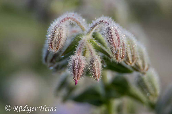 Borretsch (Borago officinalis), 3.11.2021 - Telezoom 150-600mm f/5-6,3