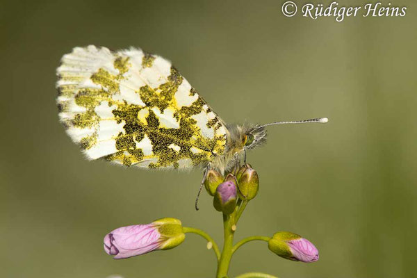 Anthocharis cardamines (Aurorafalter), 23.5.2021