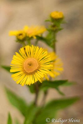 Inula britannica (Wiesen-Alant), 11.8.2023