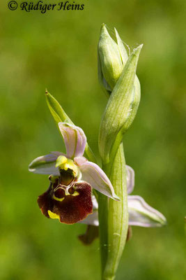 Ophrys holoserica (Hummel-Ragwurz), 8.5.2016