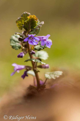 Glechoma hederacea (Gundermann), 3.5.2021