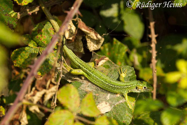 Lacerta bilineata (Westliche Smaragdeidechse) Weibchen
