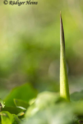 Arum maculatum (Gefleckter Aronstab), 19.4.2023