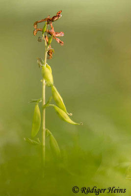 Hohler Lerchensporn (Corydalis cava) Fruchtstand, 26.4.2023 - Telezoom 150-600mm f/5-6,3