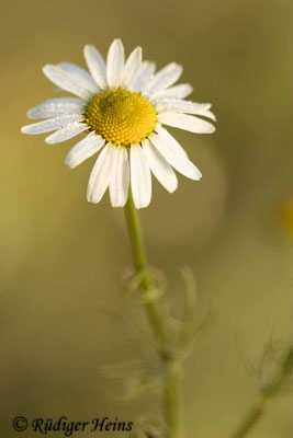 Tripleurospermum inodorum (Geruchlose Kamille)