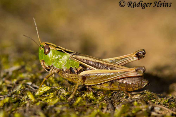 Stenobothrus lineatus (Heidegrashüpfer) Weibchen, 2.9.2017