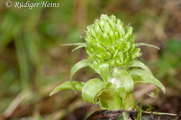 Petasites albus (Weiße Pestwurz)