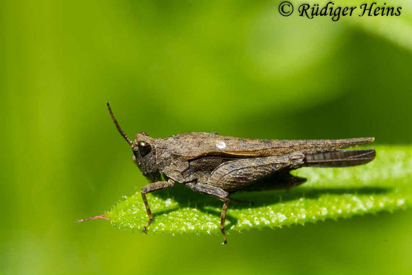 Tetrix subulata (Säbel-Dornschrecke), 29.5.2020