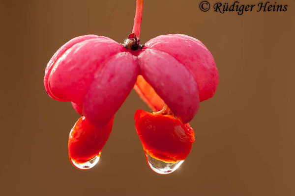 Euonymus europaeus (Europäisches Pfaffenhütchen)