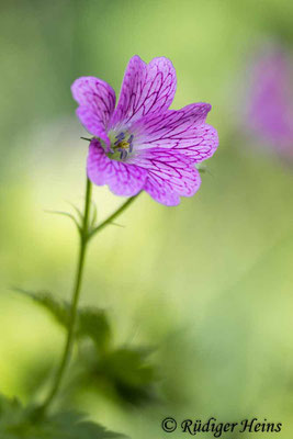 Geranium endressii (Basken-Storchschnabel), 5.6.2024