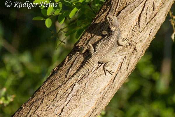 Stellagama stellio (Hardun), 18.5.2015