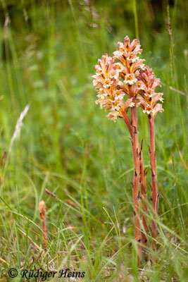 Orobanche caryophyllacea (Nelken-Sommerwurz), 20.5.2015